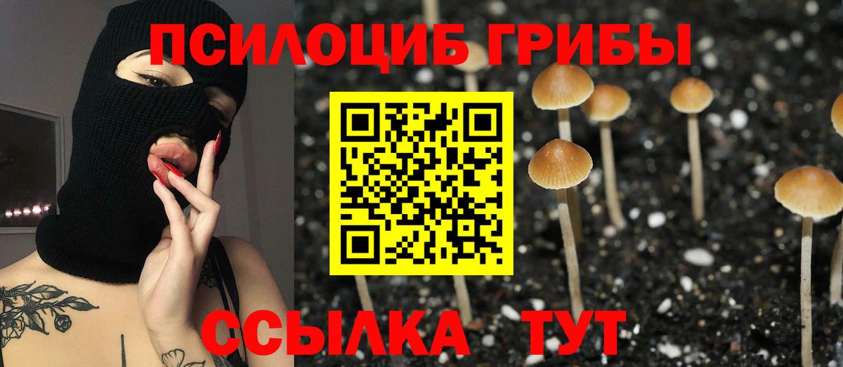 Галлюциногенные грибы Psilocybe Белая Калитва